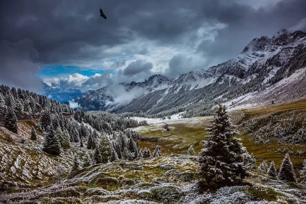 Forêts à feuilles persistantes au sommet des montagnes — Photo