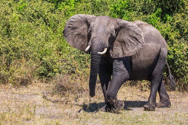 Elefante - solitario en el Parque Nacional Chobe — Foto de Stock