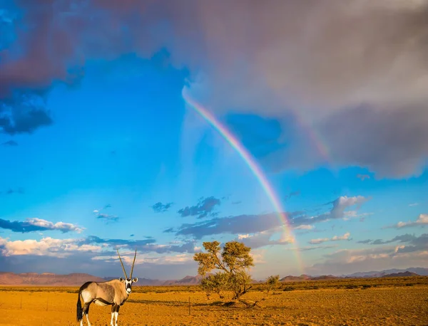 Antilopa oryx a nádherná duha — Stock fotografie