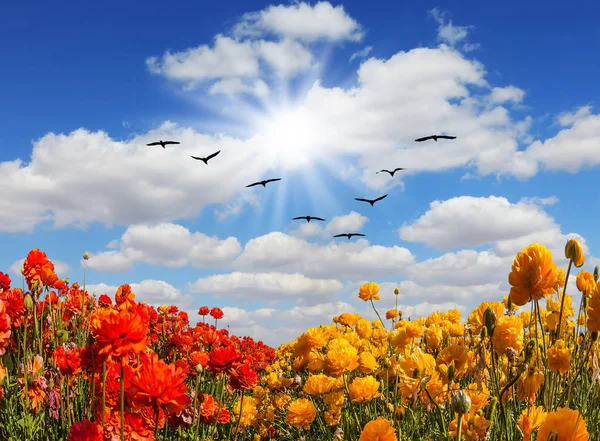 Migratory birds flying high in the sky — Stock Photo, Image