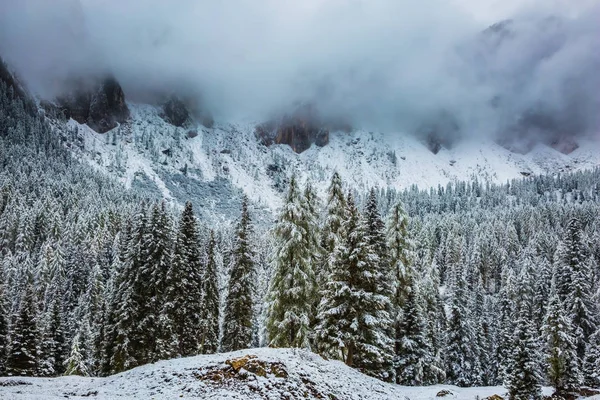 Evergreen forests in the valley