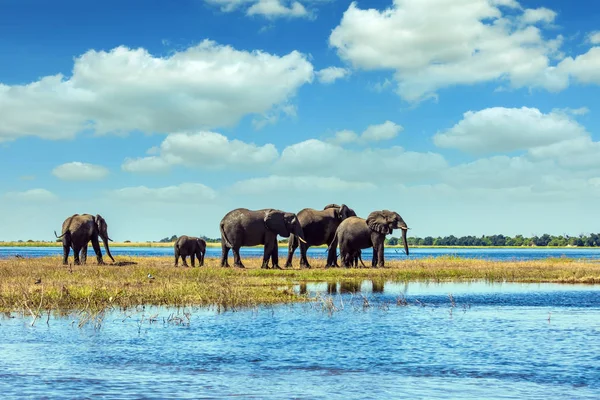 African elephants crossing river