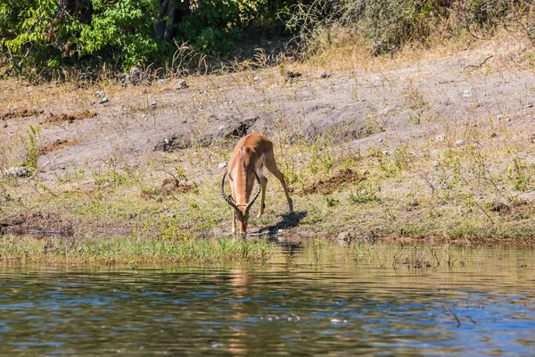 Antilop - impala öntözés — Stock Fotó