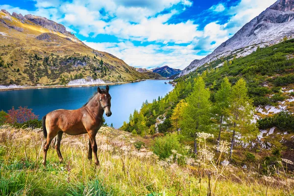 Cavalo bem tratado — Fotografia de Stock