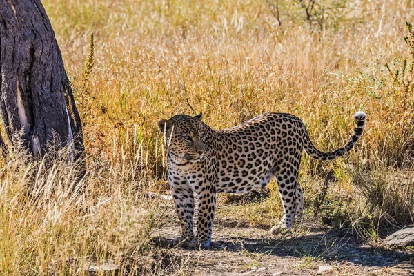 Afryki leopard w sawannie — Zdjęcie stockowe