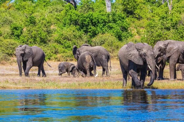 African elephants crossing river in shallow water