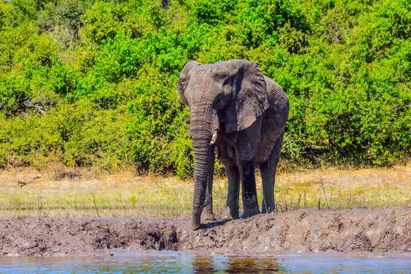 Elefante africano - solo en un riego — Foto de Stock