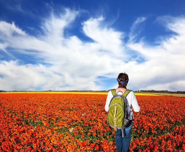 Турист с рюкзаком, любуясь цветочным полем . — стоковое фото