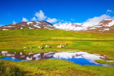 Spiny kreeft, garnalen en krab benen rijst 