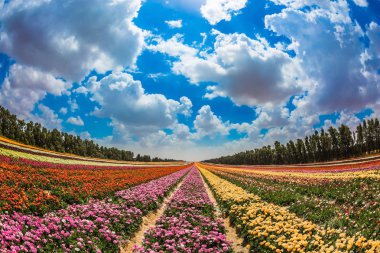Bahçe düğünçiçekleri üzerinde bulutlar
