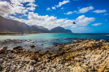 Kayalık sahil şeridi üzerinde uçan karabatak