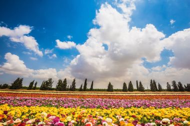 Bahçe düğünçiçekleri üzerinde bulutlar