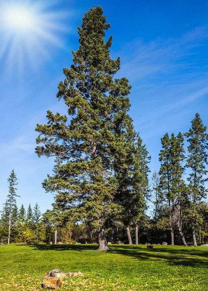 Árvore de cirro alto no gramado — Fotografia de Stock