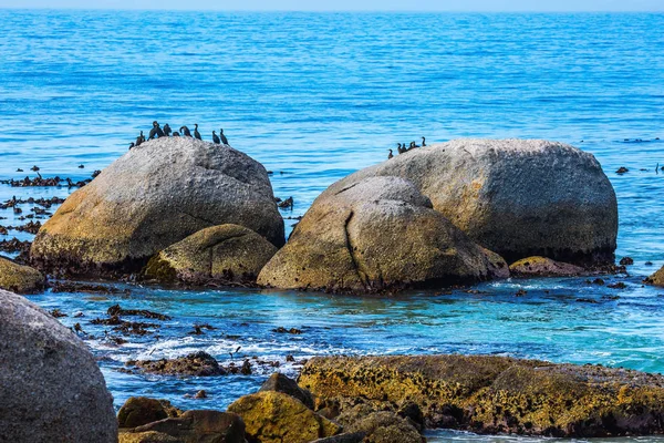 Pinguins negros-brancos africanos — Fotografia de Stock