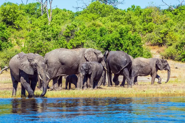 Elefanti africani che attraversano acque poco profonde — Foto Stock