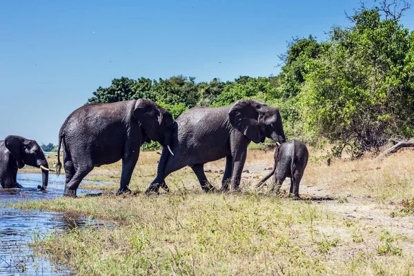 Éléphants d'Afrique traversant peu profond — Photo