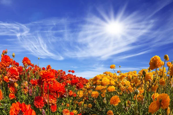 Nuvole sopra ranuncoli giardino — Foto Stock