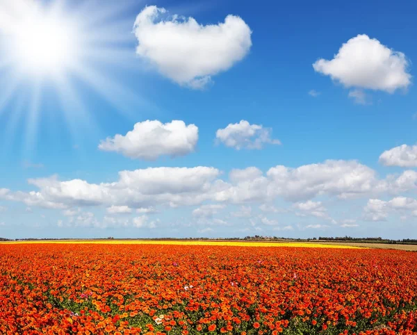 Nuvens sobre borboletas de jardim — Fotografia de Stock