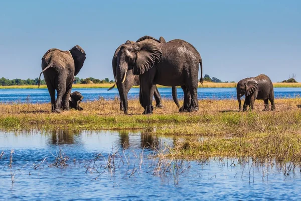 Éléphants d'Afrique traversant peu profond — Photo