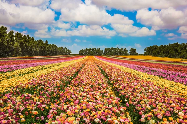 Nuvole sopra ranuncoli giardino — Foto Stock