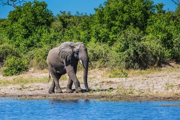 Éléphant d'Afrique traversant peu profond — Photo