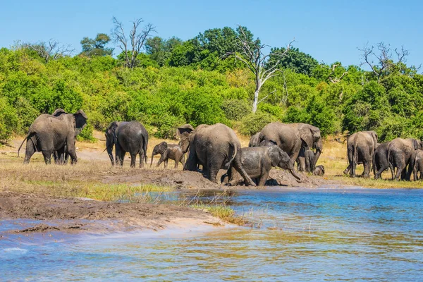 Elefanti africani che attraversano acque poco profonde — Foto Stock