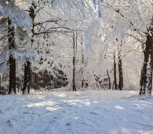 Mañana de Navidad de invierno — Foto de Stock