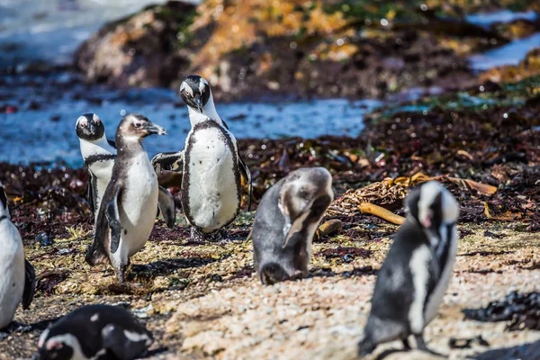 Pinguins na skaliste wybrzeże — Zdjęcie stockowe