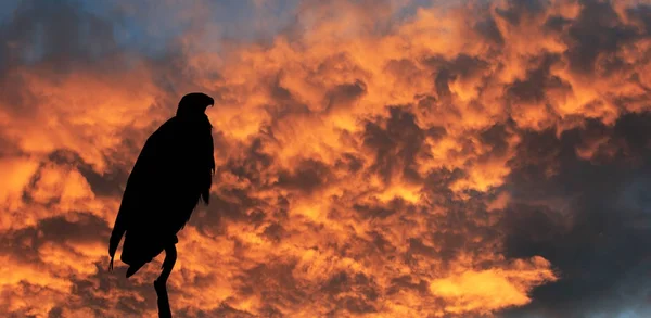 Pôr do sol sobre o rio Zambeze — Fotografia de Stock