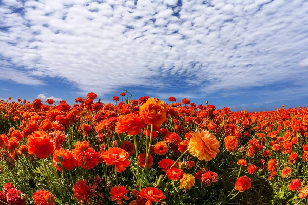 Wolken über Garten-Ranunkeln — Stockfoto