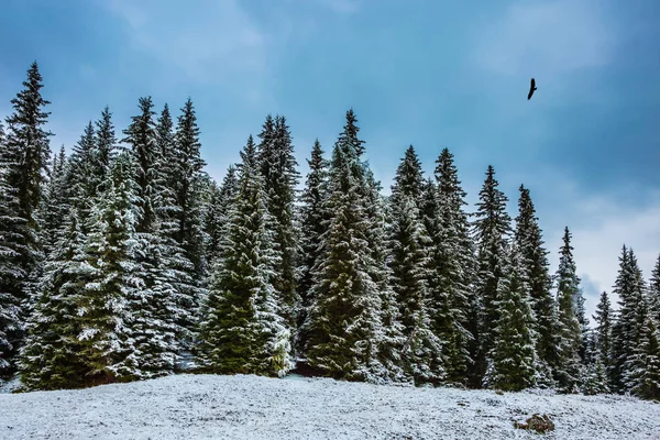 Vintergröna skogar i dalen — Stockfoto