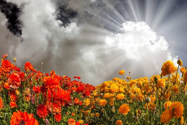Bahçe düğünçiçekleri üzerinde bulutlar — Stok fotoğraf