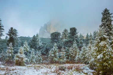  Dağ yamacındaki iğne yapraklı orman ilk karla kaplı. Dolomites İtalya. Alp Pass Giau