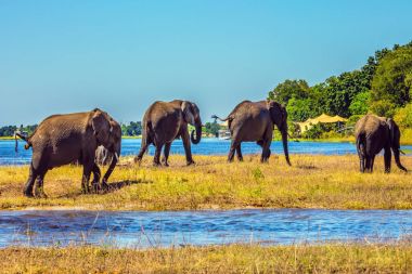 Afrika filleri sığ Delta Okavango geçiş sürüsü. Nehre sulama. Botswana'da Chobe Ulusal Parkı