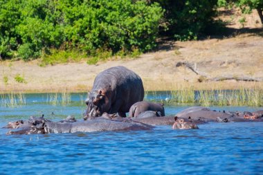 aşırı ve egzotik turizm Okavango Deltası'nda. Botswana'da Chobe Ulusal Park. Nehrin soğuk sularına dinlenme suaygırları büyük sürüsü 