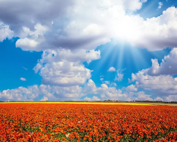 Sol Sul Ilumina Campos Borboletas Jardim Vermelho Ranúnculo Dia Primavera — Fotografia de Stock