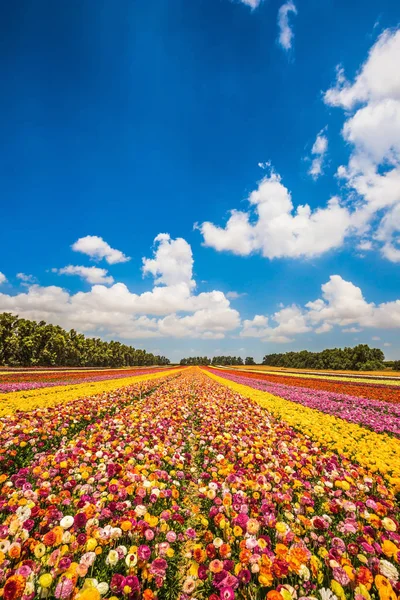 Los Caramelos Jardín Florecen Colores Brillantes Campo Hermosas Flores Camina — Foto de Stock