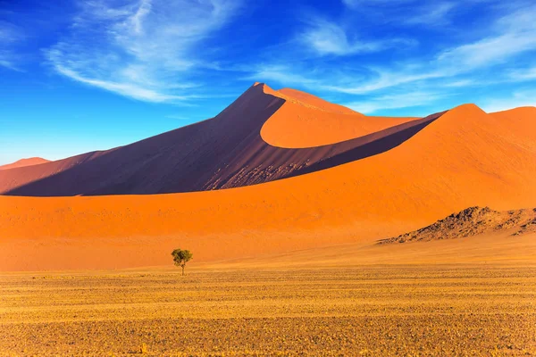 Pequena Árvore Solitária Num Vasto Deserto Dunas Laranja Roxa Amarela — Fotografia de Stock