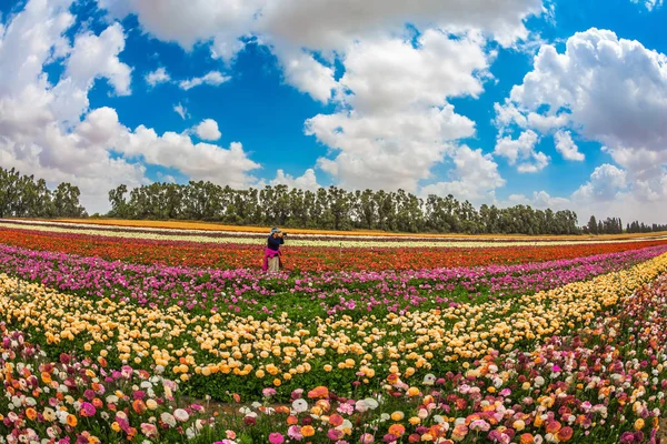 Femme Photographiant Champ Rural Pittoresque Printemps Israël Magnifique Buttercups Jardin — Photo