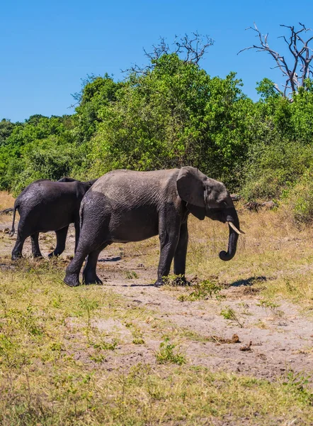 Troupeau Éléphants Afrique Arrosage Rivière Okavango Rive Botswana Parc National — Photo