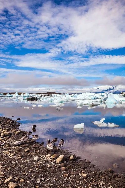 冰岛的鹅在泻湖的岸边擦过 北方生态旅游的概念 日出照亮冰川瓦特纳和冰礁水 Jokulsarlon — 图库照片