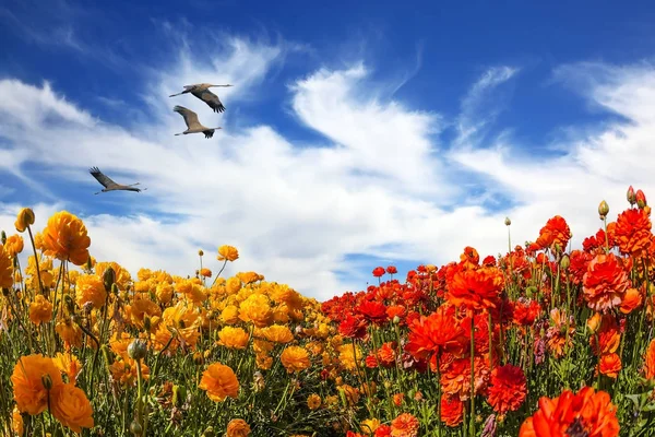 Trois Grands Oiseaux Volent Haut Dans Les Nuages Concept Écotourisme — Photo