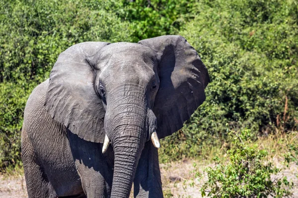 Viaje África Elefante Soltero Concepto Turismo Exótico Riego Animales Grandes — Foto de Stock