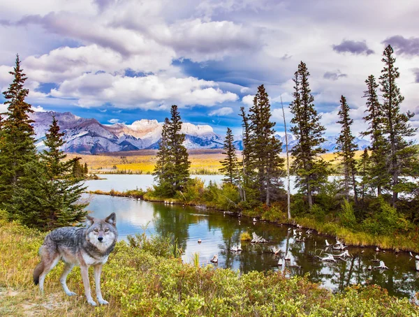 Der Graue Waldwolf Steht Seeufer Herrliche Landschaft Den Felsigen Bergen — Stockfoto