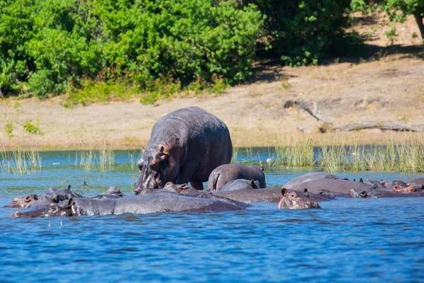 aşırı ve egzotik turizm Okavango Deltası'nda. Botswana'da Chobe Ulusal Park. Nehrin soğuk sularına dinlenme suaygırları büyük sürüsü 