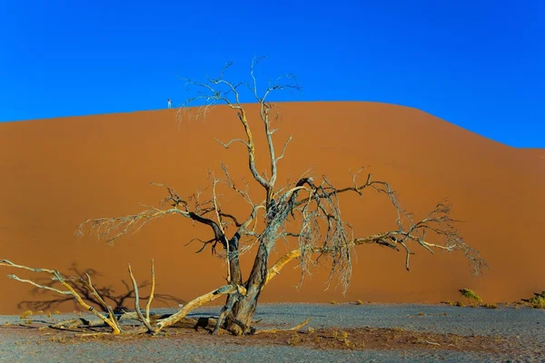 Zachód Słońca Namibii Rpa Pojęcie Turystyki Extreme Egzotyczne Olbrzym Żółty — Zdjęcie stockowe