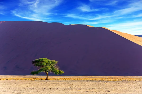 Duna Violeta Laranja Gigante Pequena Árvore Solitária Deserto Namib Conceito — Fotografia de Stock