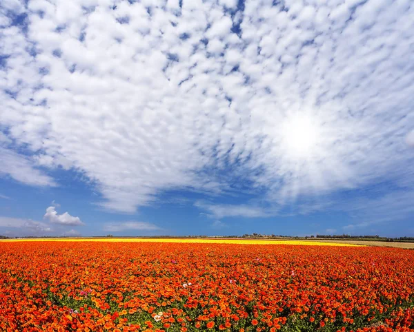 Conceito Turismo Rural Recreativo Vento Conduz Nuvens Cirros Sol Brilhante — Fotografia de Stock