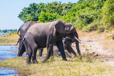 Nehre sulama. Botswana'da Chobe Ulusal Park. Sürüsü sığ Delta Okavango geçiş Afrika