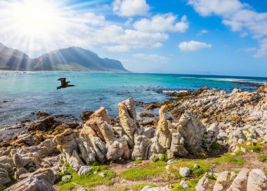 Parlak güneş su kıyı taşların üzerinde aydınlatır. Karabatak su üzerinde uçar. 